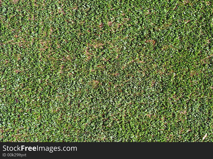 Green grass background. Tennis lawn.