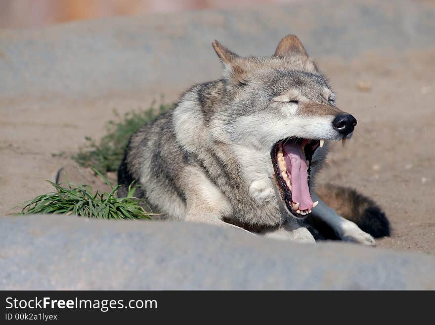 Wolf in the Moscow zoo