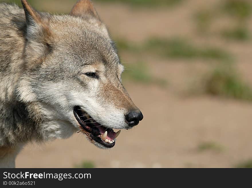 Wolf in the Moscow zoo