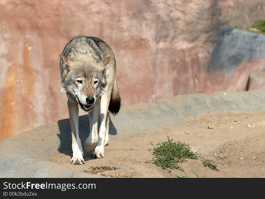 Wolf in the Moscow zoo