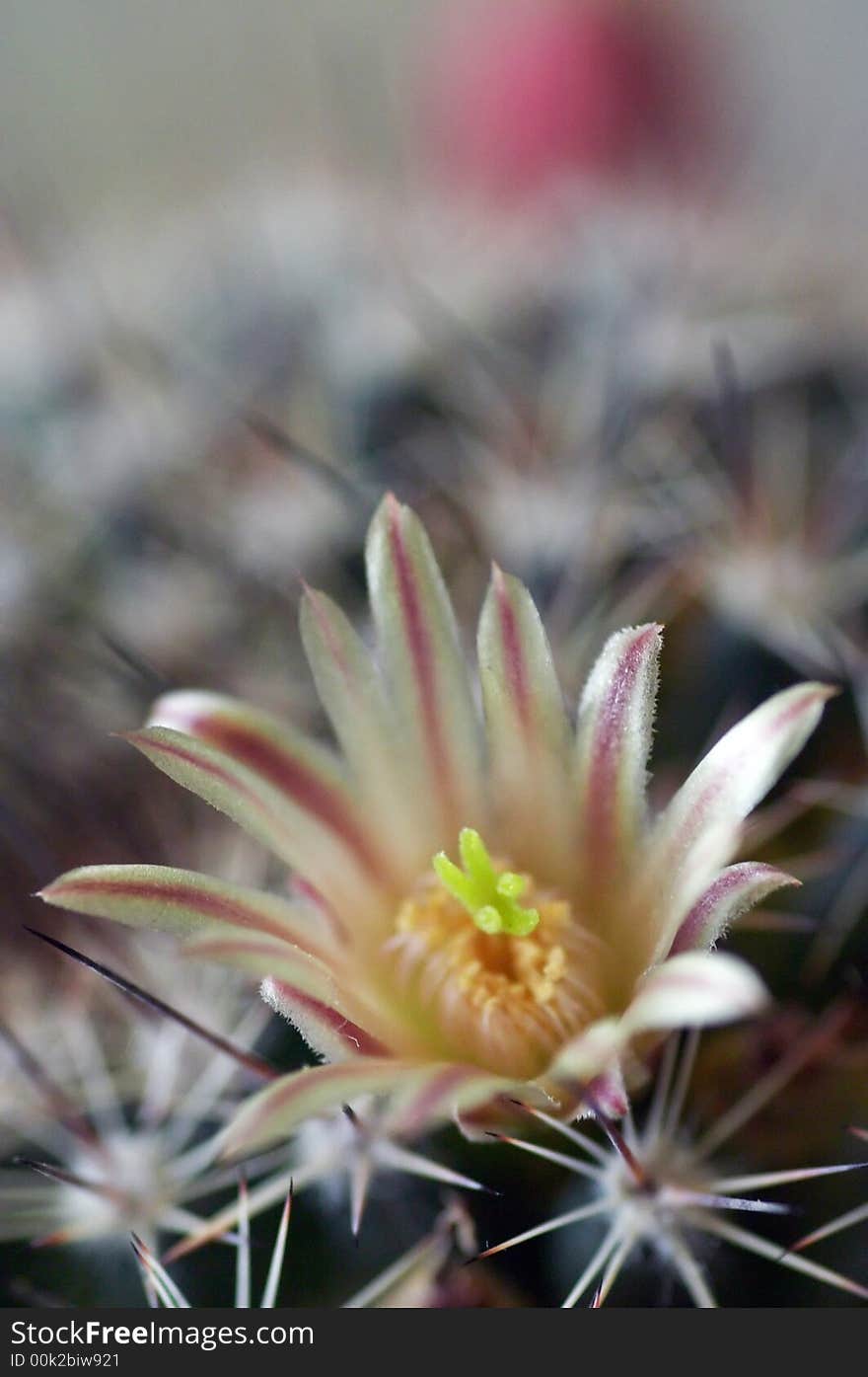 Pincushion cactus with nice flowers