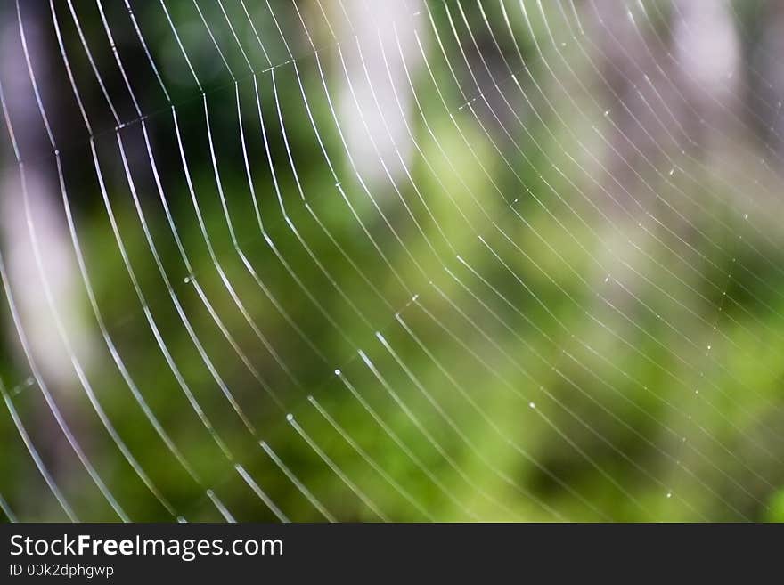 Spider s web close-up.