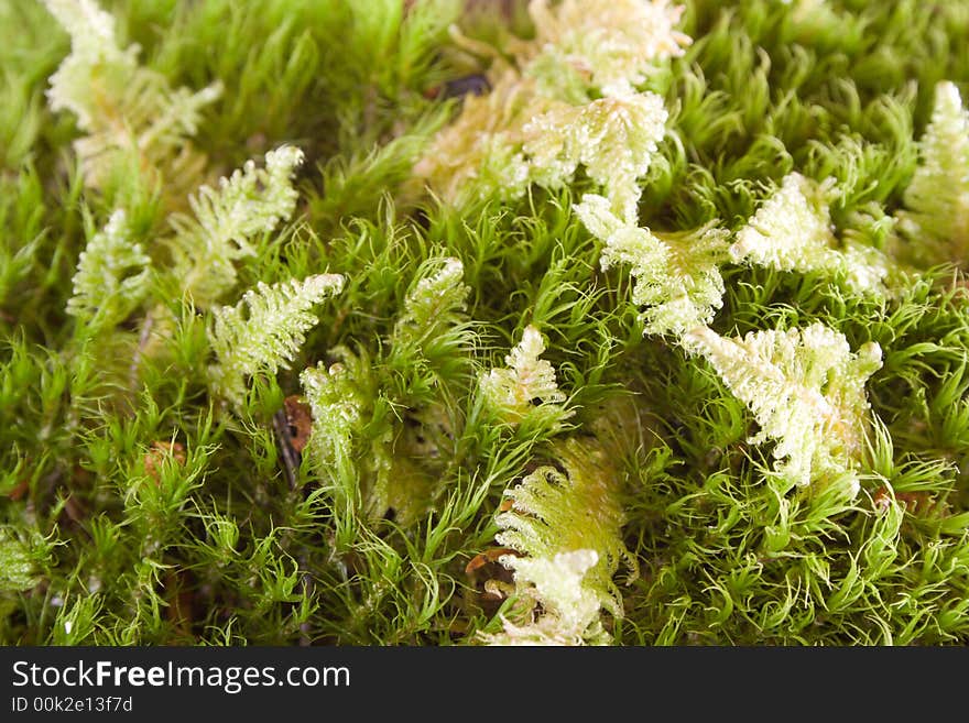 The hummock overgroun with moss. The hummock overgroun with moss