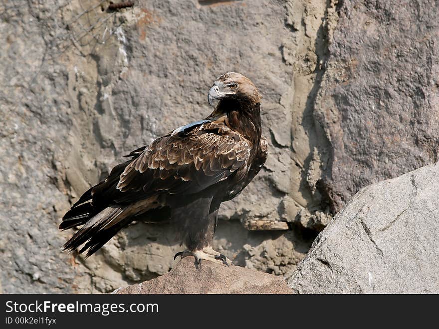 Eagle the visitors in the zoo in Moscow