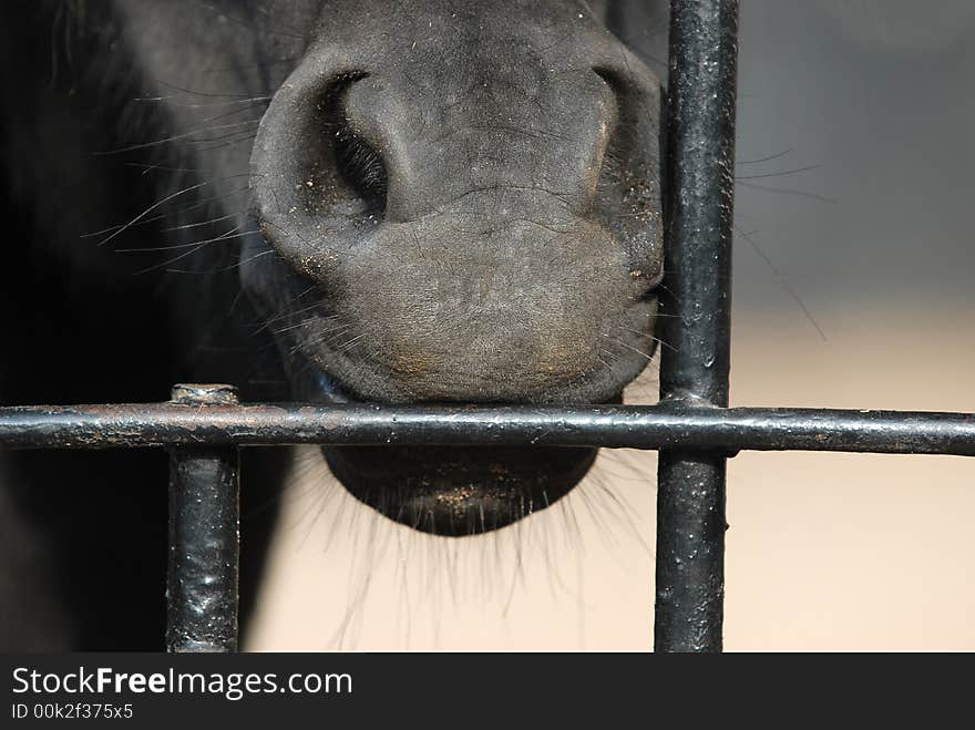 Horse at the visitors in the zoo in Moscow