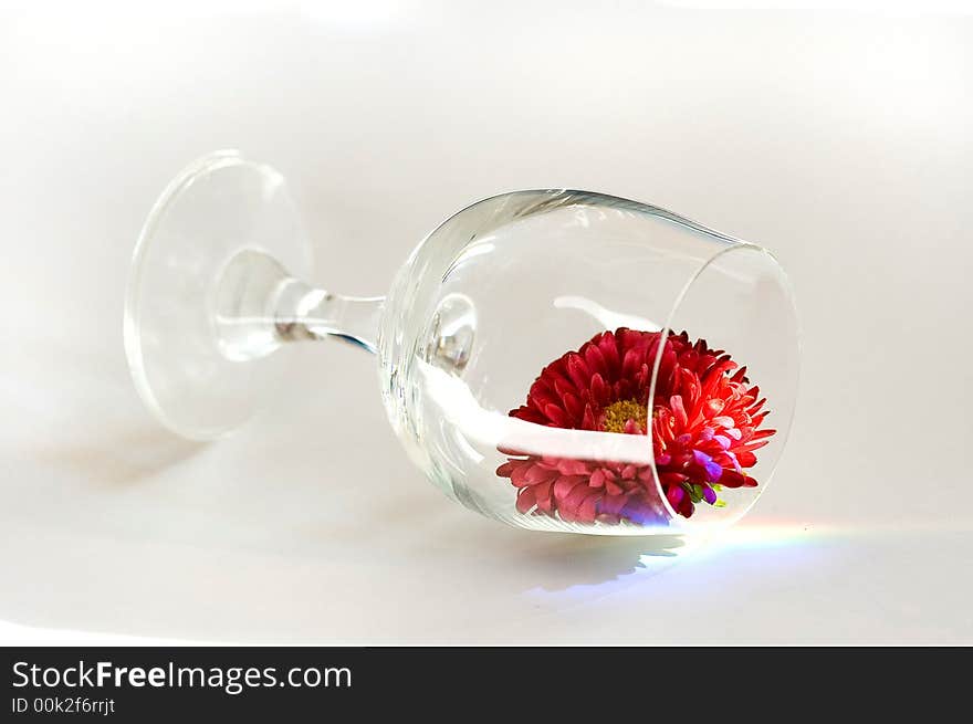 Pink flower fall aster in glass on the white background. Pink flower fall aster in glass on the white background