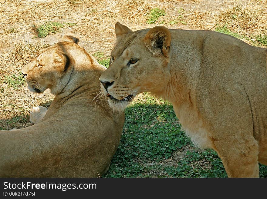 Lioness and lionet on grass