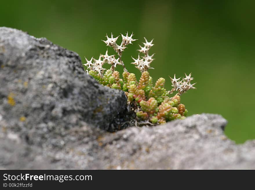 Spiny flower on the stone