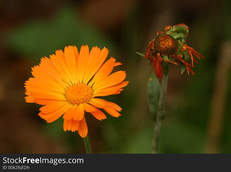 Fresh and pulled-down orange nasturtium (Indian cress). Fresh and pulled-down orange nasturtium (Indian cress)