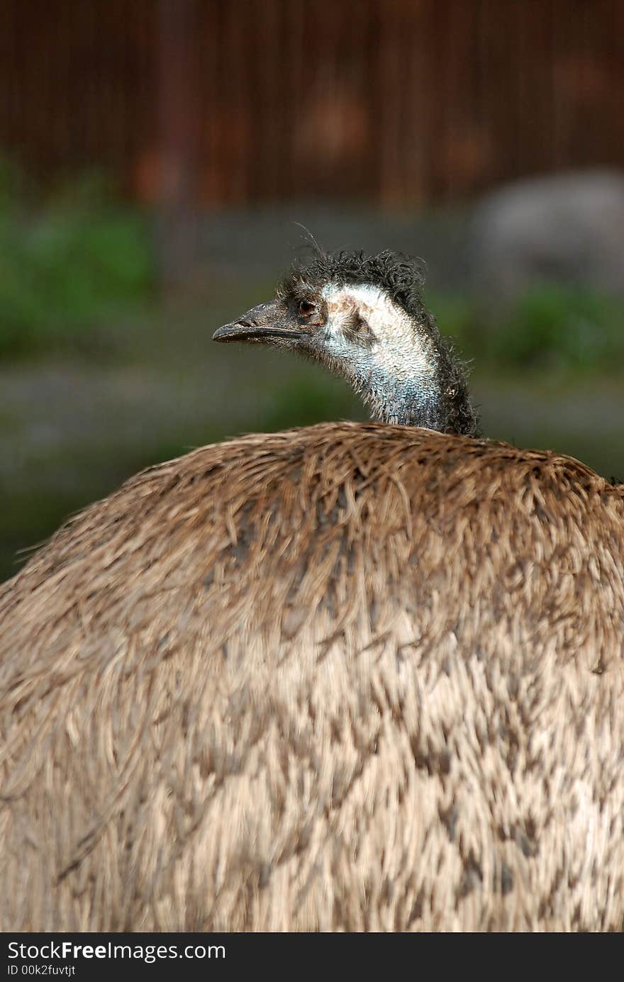 Ostrich Emu