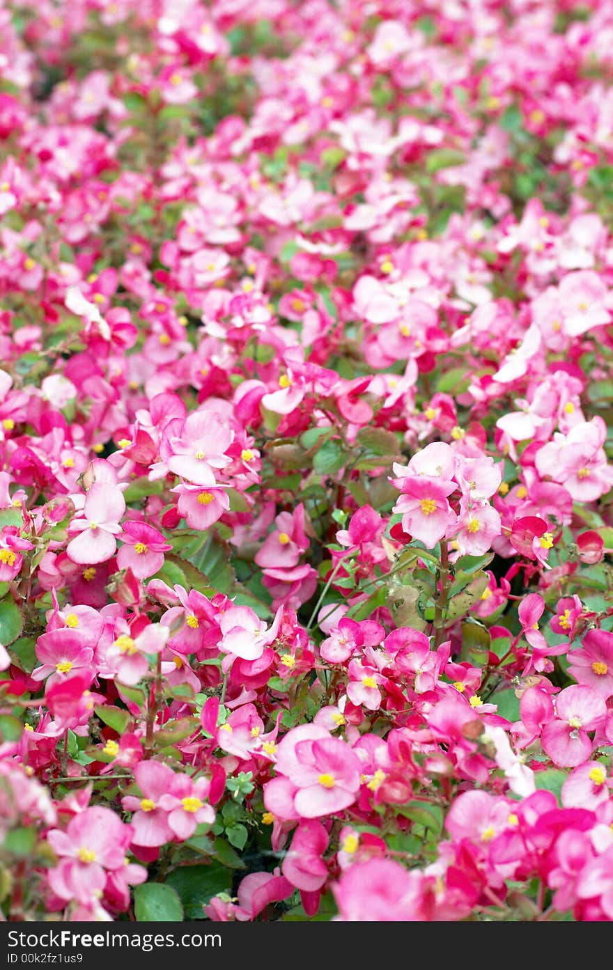 The small red Flowers background