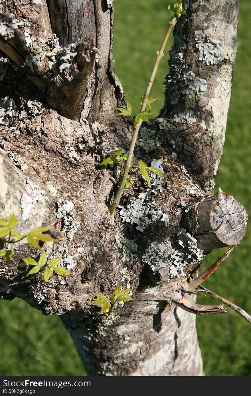 Tree Leaves