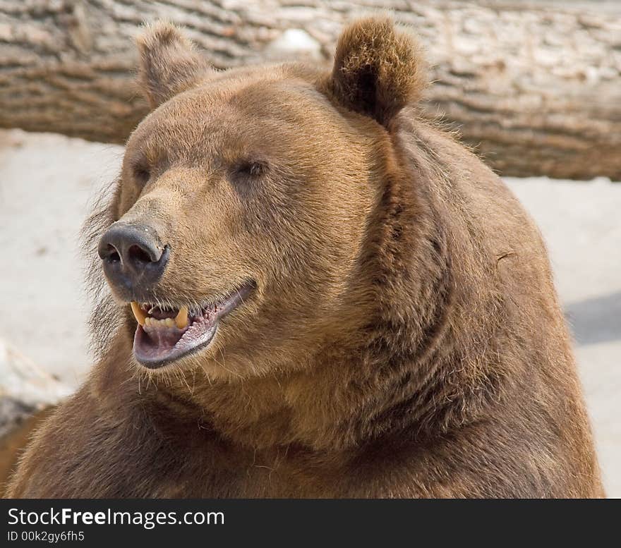 Brown bear in its enclosure. Brown bear in its enclosure