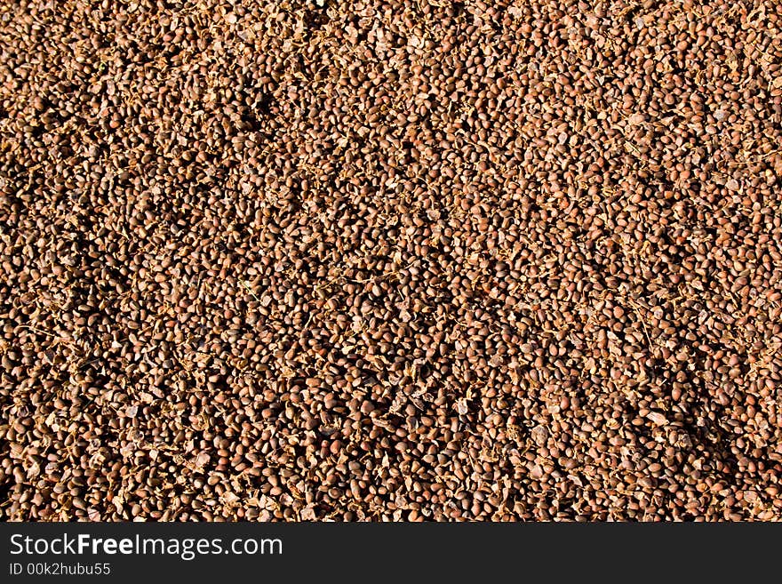 Background of very tasty siberian cedar nuts. Size of nuts like coffee beans.