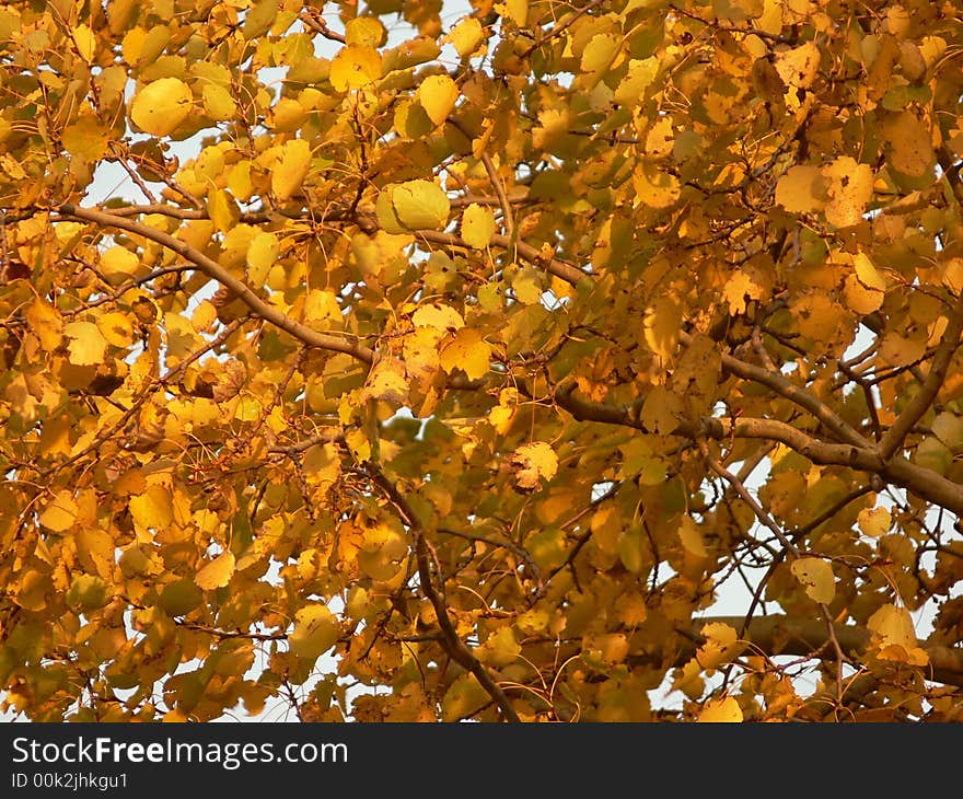 Colorful autumn leaves in closeup. Colorful autumn leaves in closeup