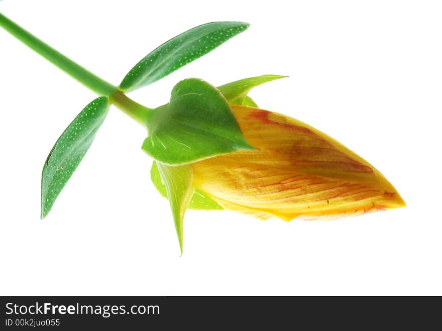 Close up of yellow flower