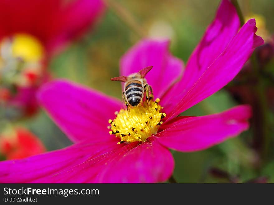 Bee