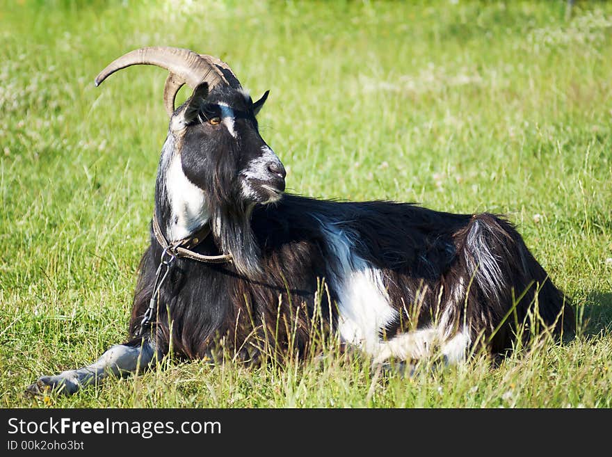 Domestic goat on the meadow