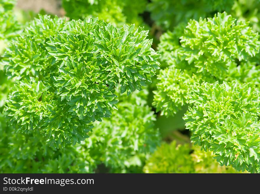 Parsley