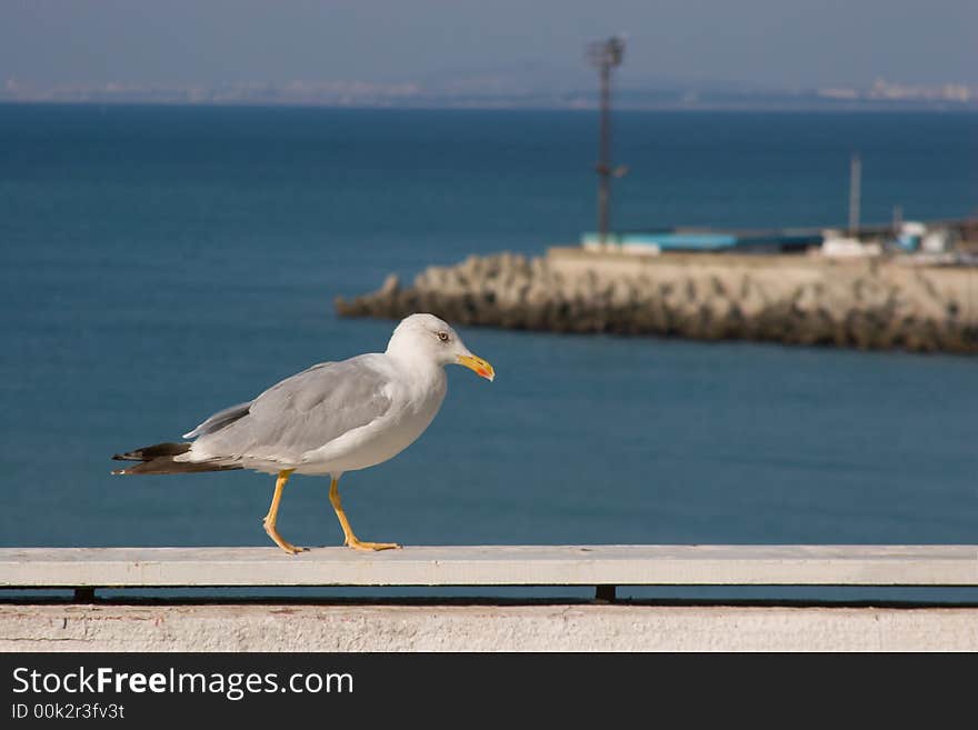 Seagull walking by the sea