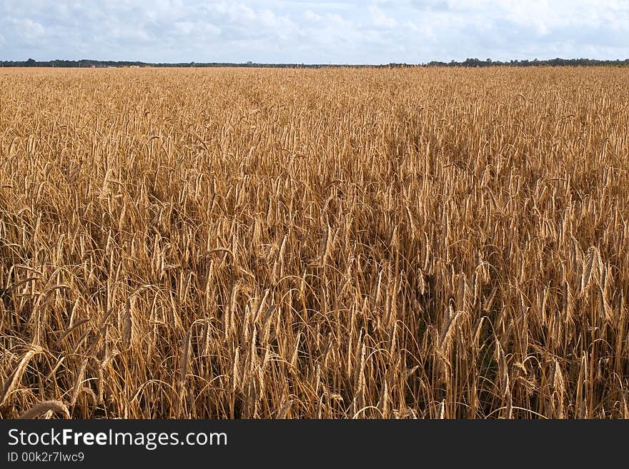 Corn Field