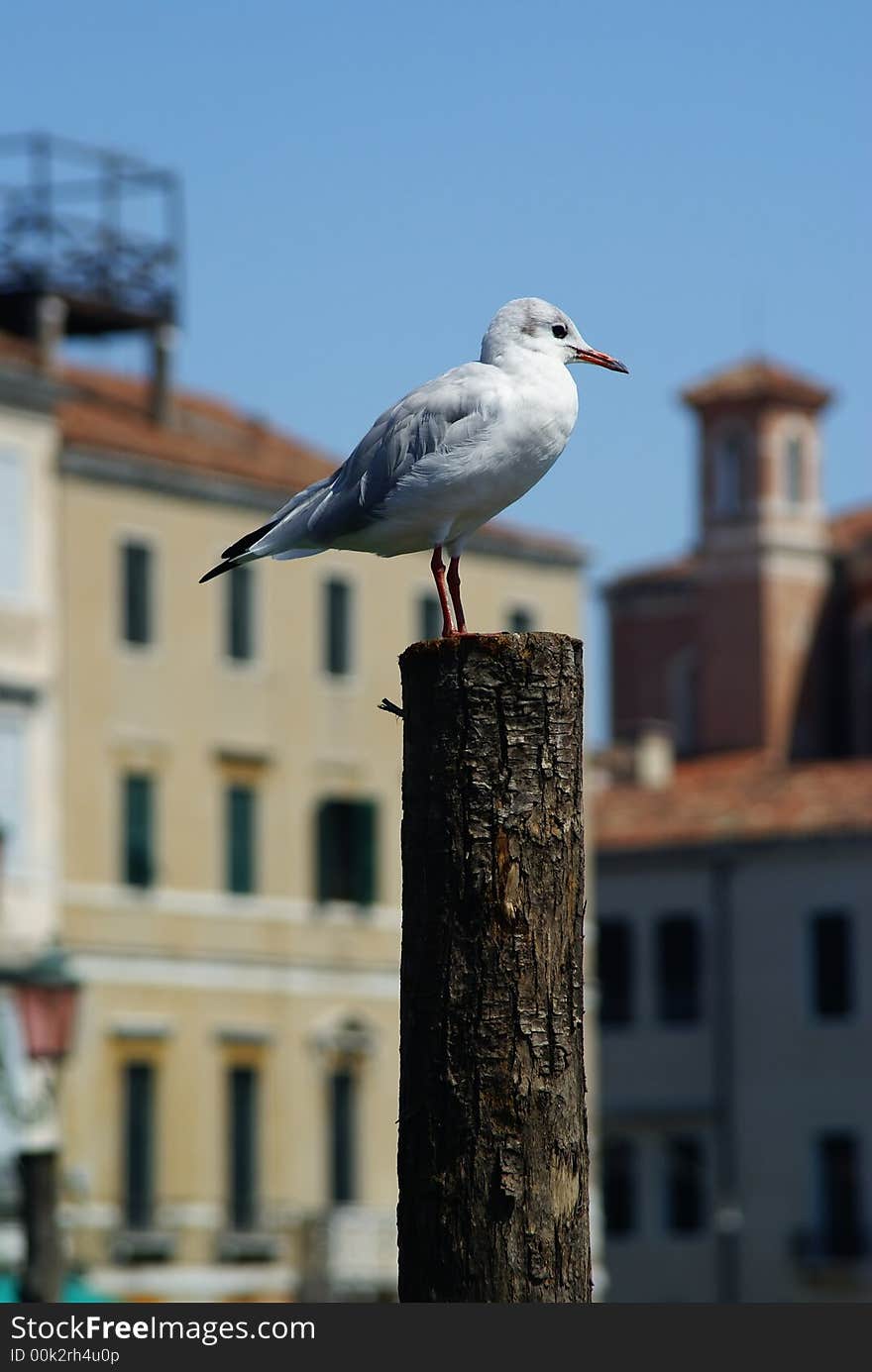 Seagull Portrait