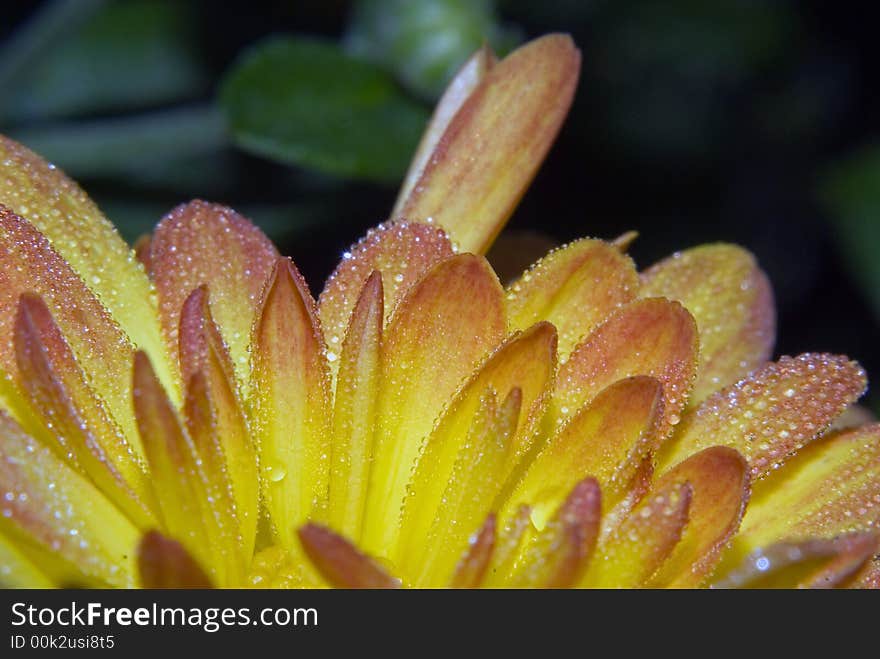 Yellow Mum in the morning with the dew still on the petals. Yellow Mum in the morning with the dew still on the petals.