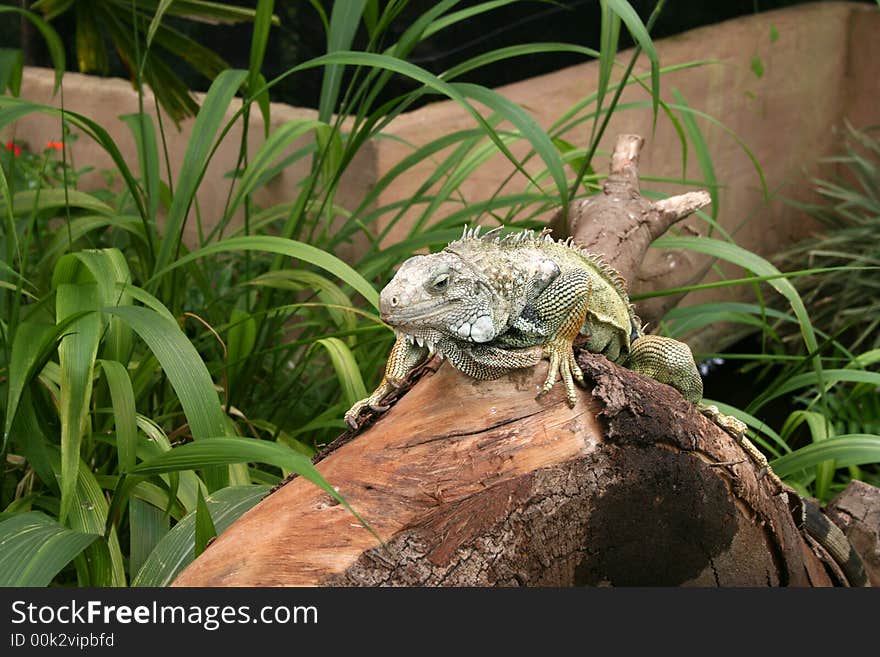 Large Iguana on a tree stump in a reptile sanctuary