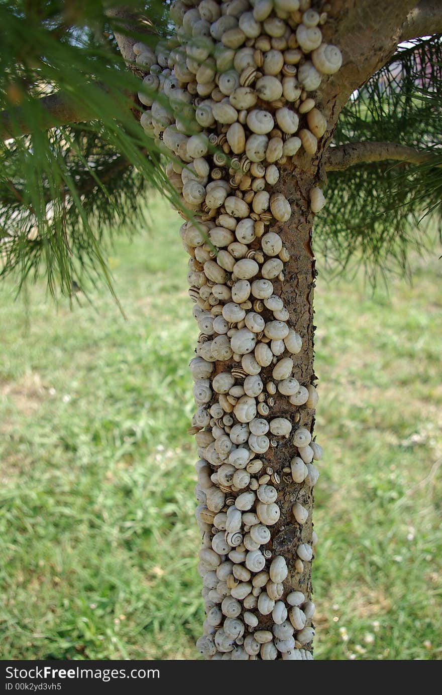 Snail tree