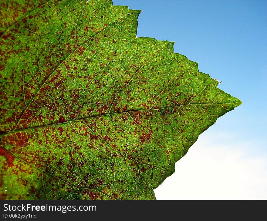 A autumnleaf from a different angle