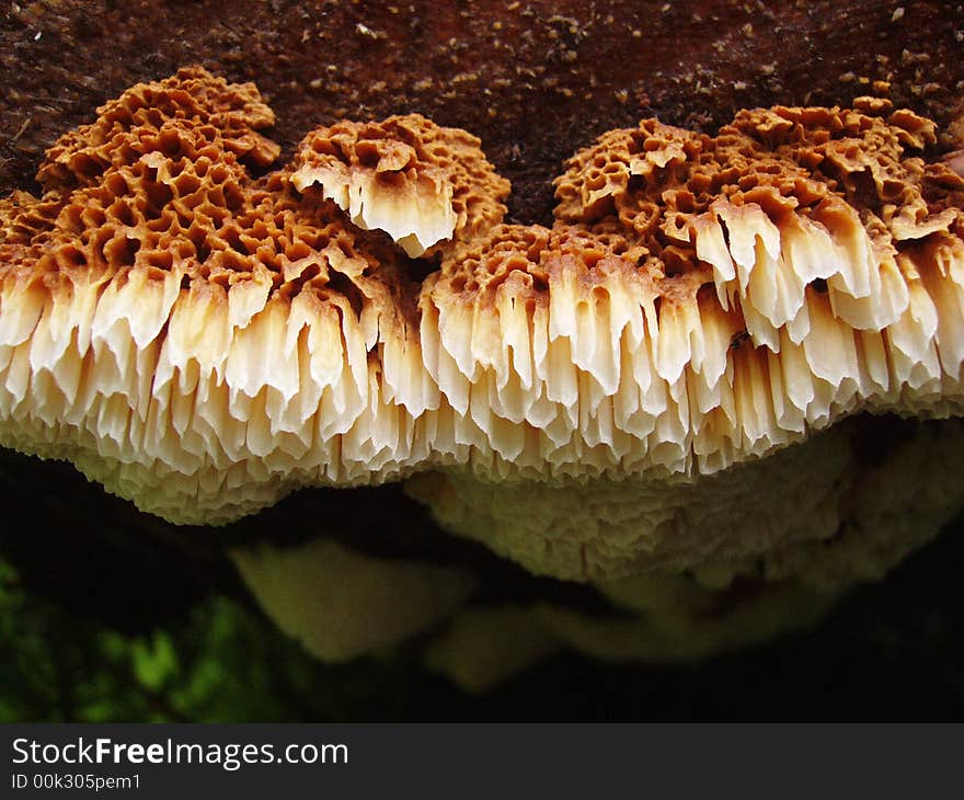 Orange polypore mushroom with very large spore tubes on bottom of log. Orange polypore mushroom with very large spore tubes on bottom of log