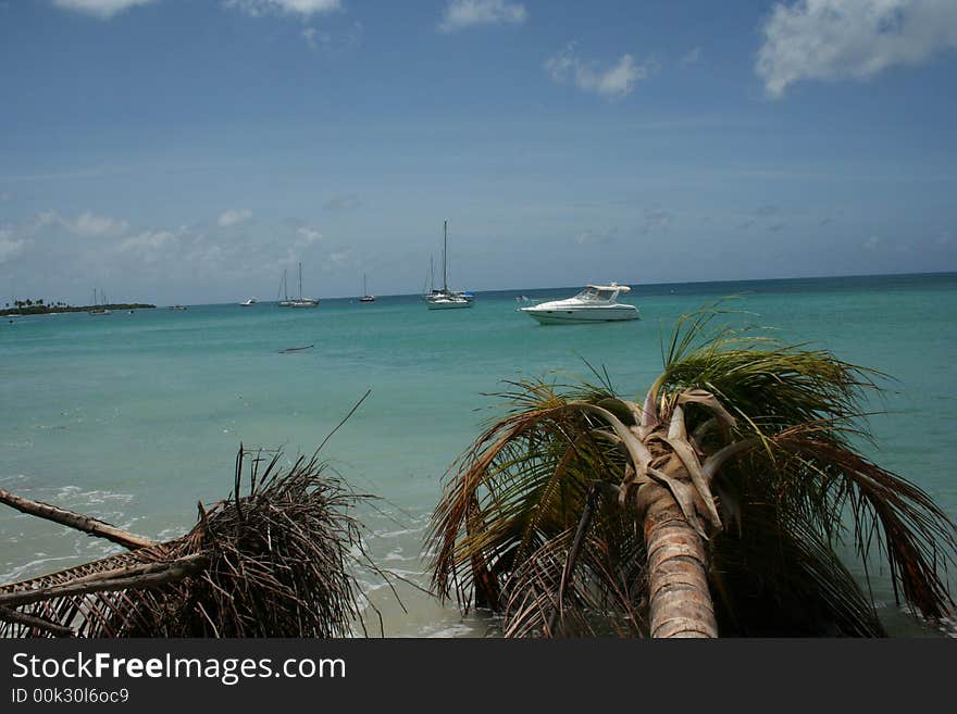 View of the ocean from a beach with fallen palm trees. View of the ocean from a beach with fallen palm trees