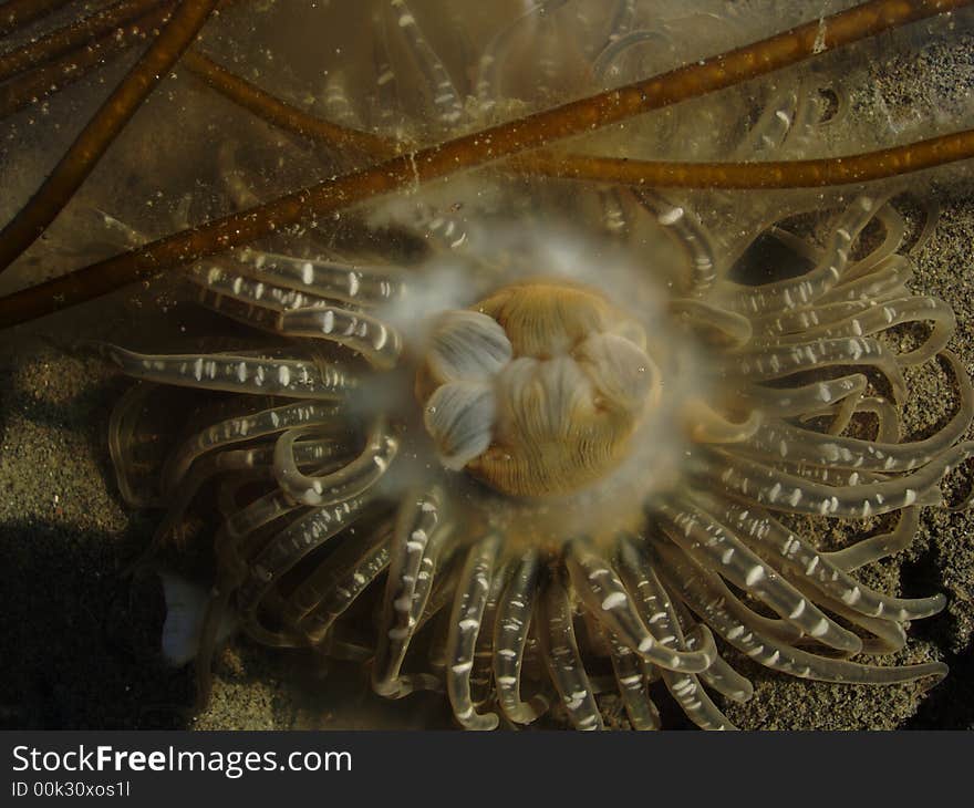 Closeup underwater photograph of spawning sea anemone in tide pool. Closeup underwater photograph of spawning sea anemone in tide pool