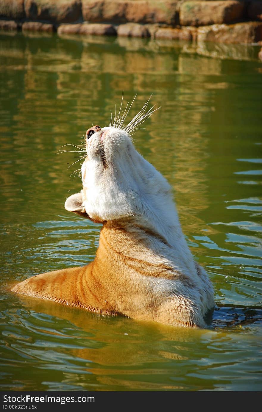 Indian Tiger bathing in lake