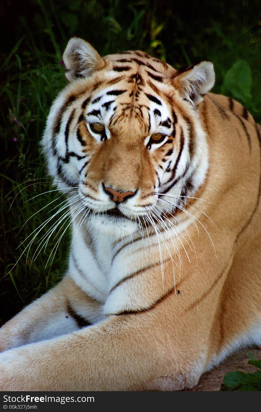 Indian Tiger laying