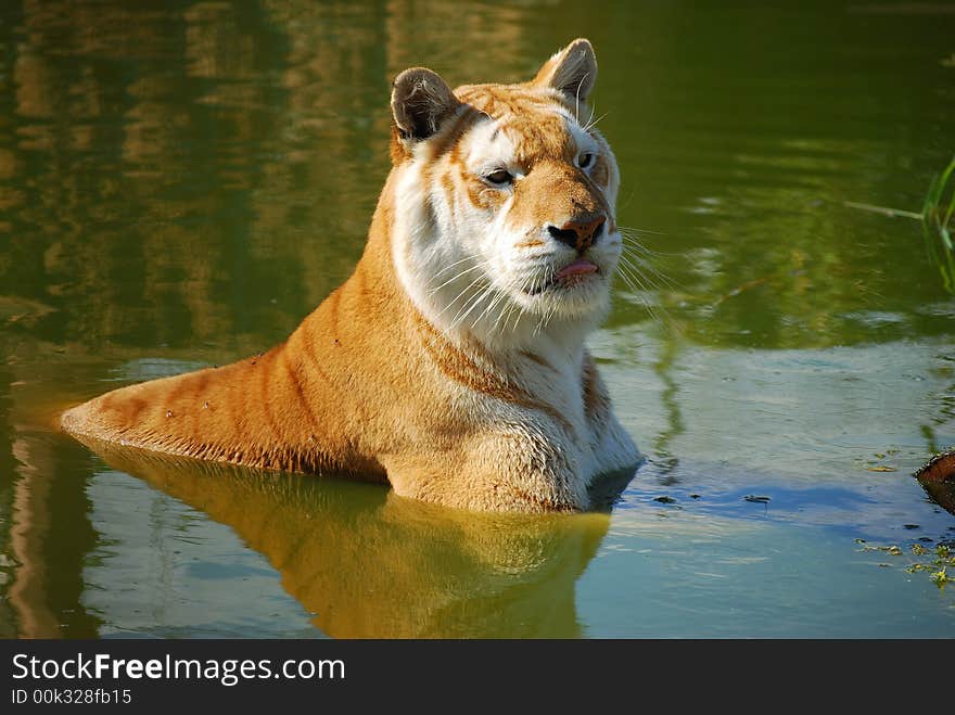 Indian Tiger Laying In Lake