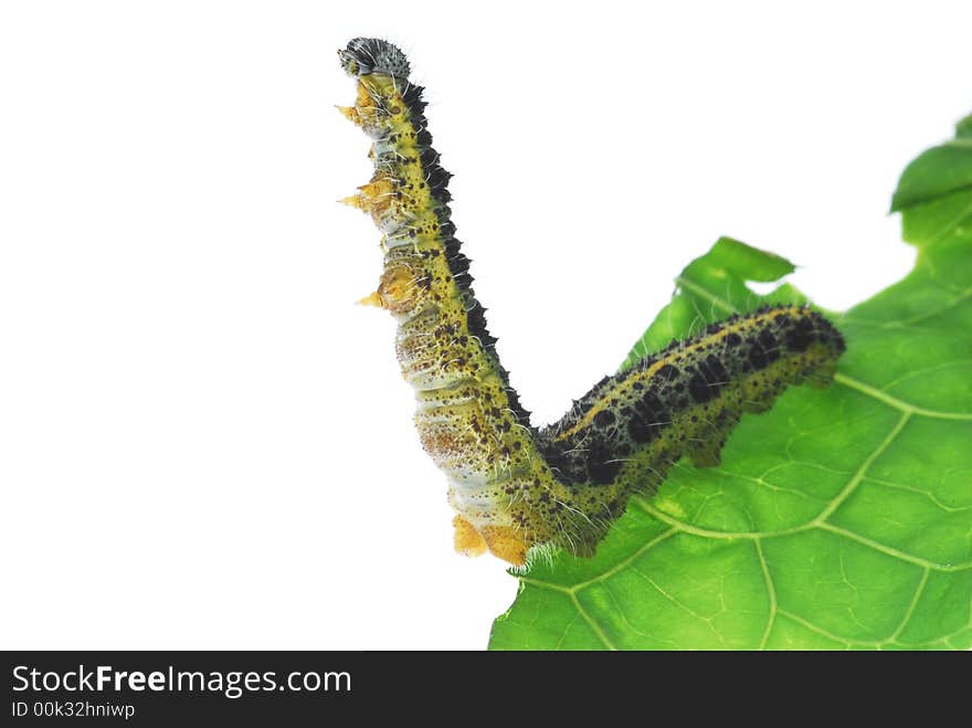 Caterpillar worm on green leaf