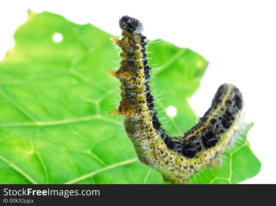 Caterpillar worm on green leaf