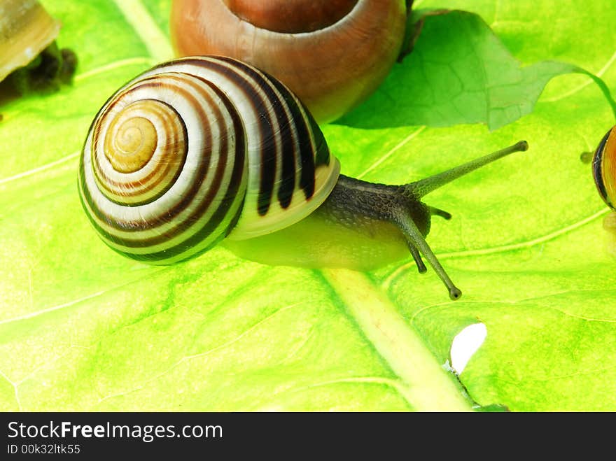 Small snail on green leaf