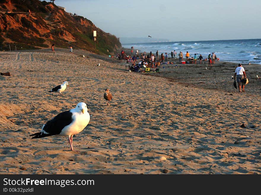 Seagulls and people on the beach as the sun sets. Seagulls and people on the beach as the sun sets.