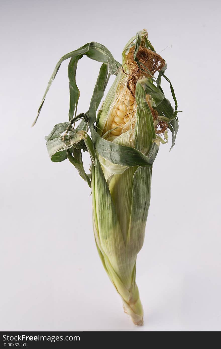 Standing Corn