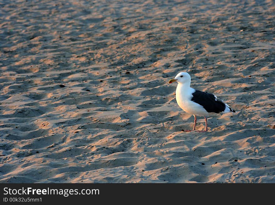 Seagull looking for food on the beach while the sun is setting. Seagull looking for food on the beach while the sun is setting.