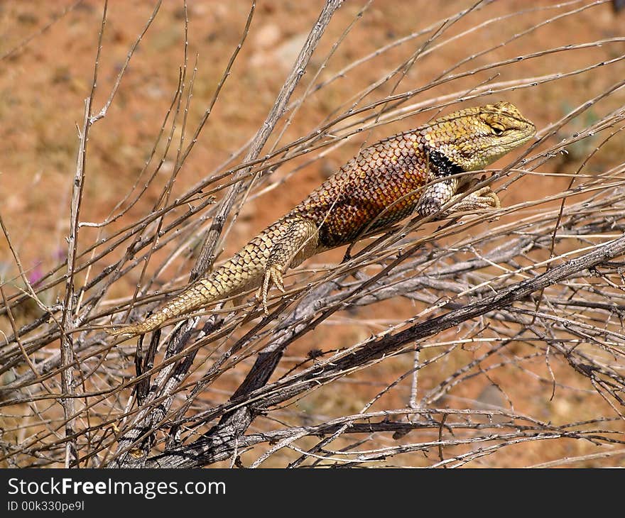 The brave little lizard