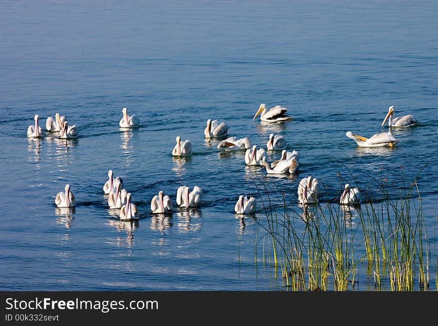 Pelicans on Eagle Lake