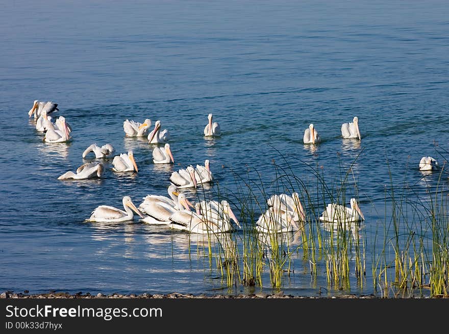 Pelicans on Eagle Lake