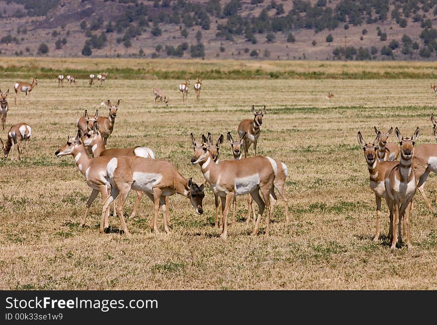 Herd of North American Pronghorn Capri Americanus on cut alfalfa feilds