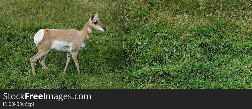 Deer grazing in field of green grass. Deer grazing in field of green grass.