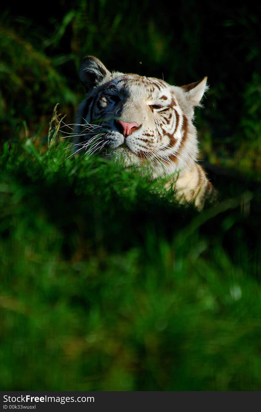 White tiger hiding behind a mound of grass