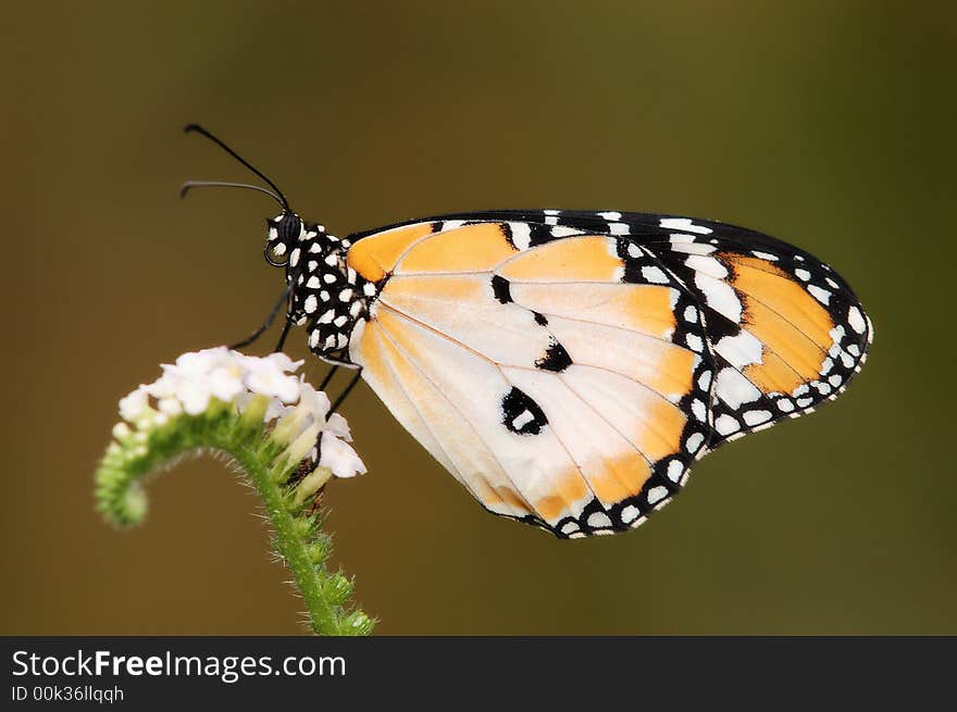 Common Plain Tiger, Danaus chrysippus chrysippus f.alcippoides species butterfly