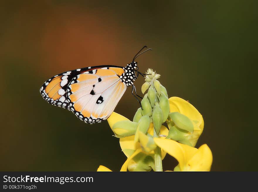 Common Plain Tiger male species in forest